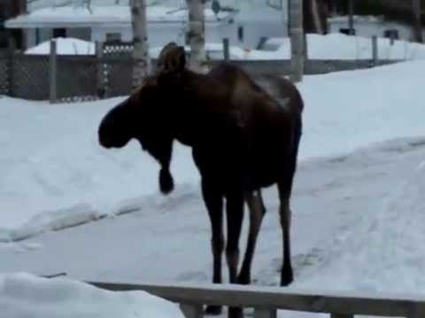 Moose Falling on Face Video